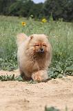 CHOW CHOW 073
